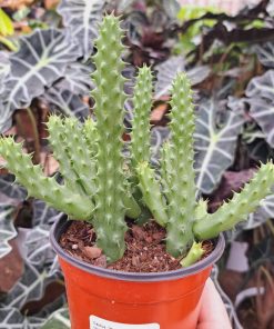 Cactus Huernia Fleur Rouge du Dragon