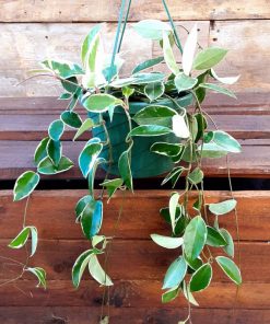 Hoya Variegata