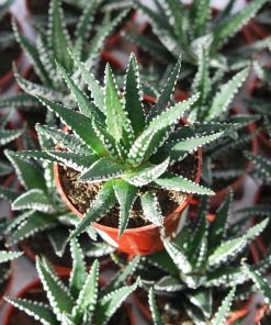 Haworthia