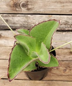 Kalanchoe Hortagol