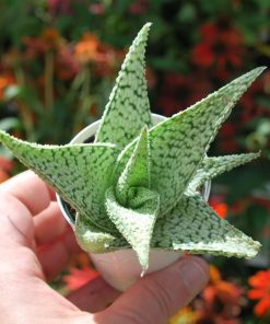 Aloes Hybrida