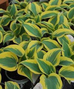 Hosta Autumn Frost
