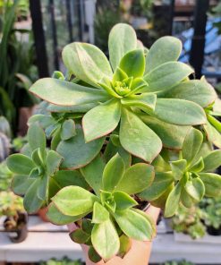 Aeonium Kiwi