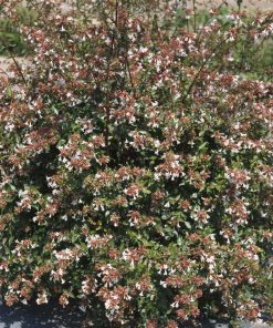 Abelia Boule