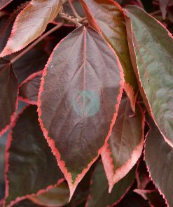 Acalypha wilkesiana