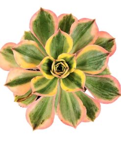 Aeonium Sunburst