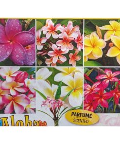 Plumeria