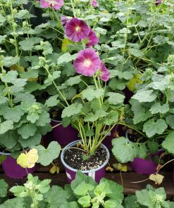 Alcea Halo Lavender