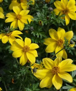 Bidens P10.5