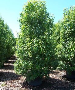 Camphrier – Cinnamomum