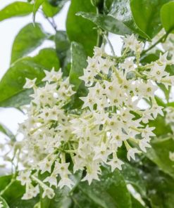 Cestrum Nocturnum C3