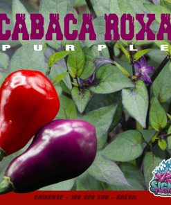 Plant de piment Fort Cabaca Roxa Purple