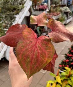 Caladium Peach