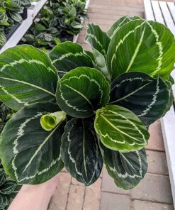 Calathea Green Beauty