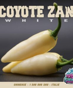 Plant de piment Fort Coyote Zan White