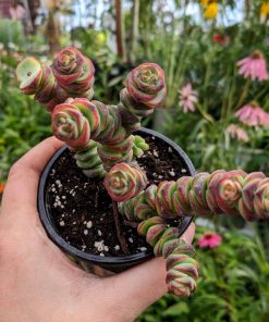 Crassula Coastal Coral