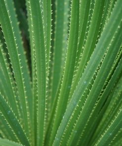 Cactus Dasylirion