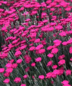 Dianthus Paint the Town Magenta