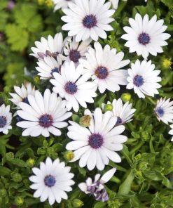 Dimorphoteca Rampant C2