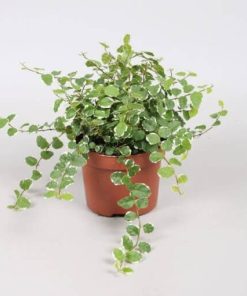 Ficus Repens 150/180