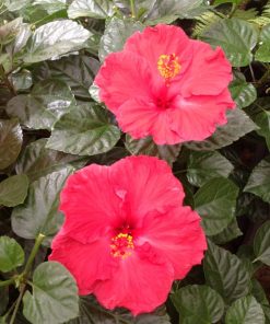 Hibiscus Rosa Chinensis 40/60