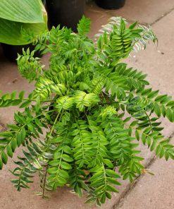 Polemonium Kaleidoscope