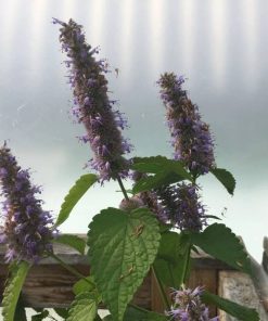 Agastache