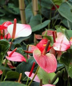Anthurium P14