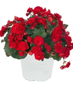 Begonia Macarouge