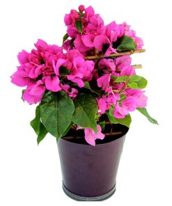 Bougainvillier assortis