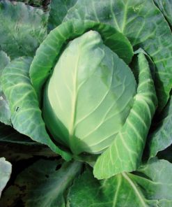 Plant de Chou Pointu