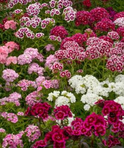 Dianthus 3 en 1