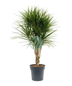 Dracaena marginata