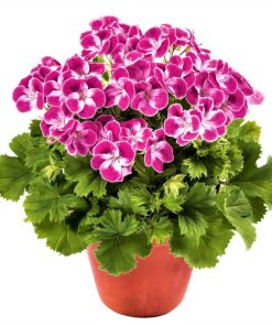 Géranium Pinkerbell