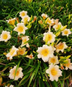 Hemerocallis Mini Pearl
