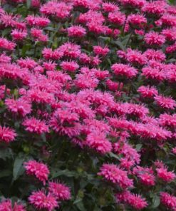 Monarda Bubblegum Blast