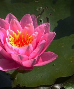 Nénuphar 1L
