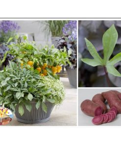 Plant de Patate Douce Tahiti