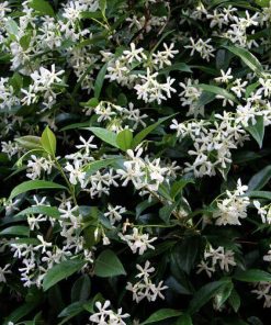 Rhyncospermum 150/175