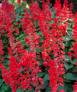 Salvia Saucy Red