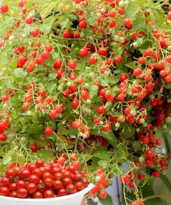 Plant de tomate Bonbon