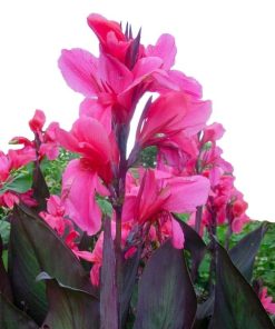 Canna Flirtini