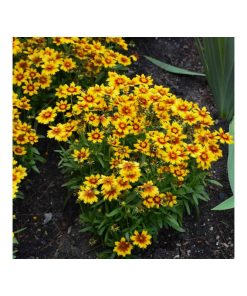 Coreopsis Gold and Bronze